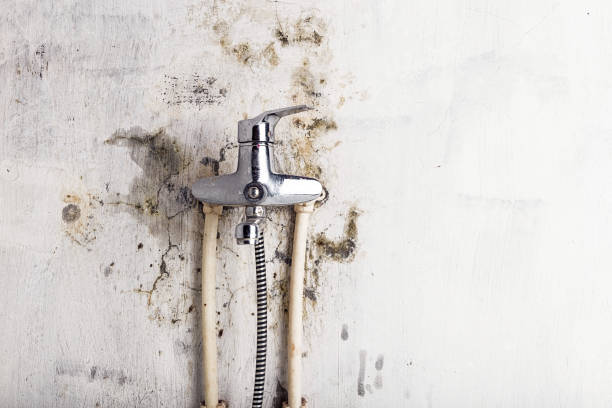 Reliable Fowlerville, MI Mold Removal Solutions