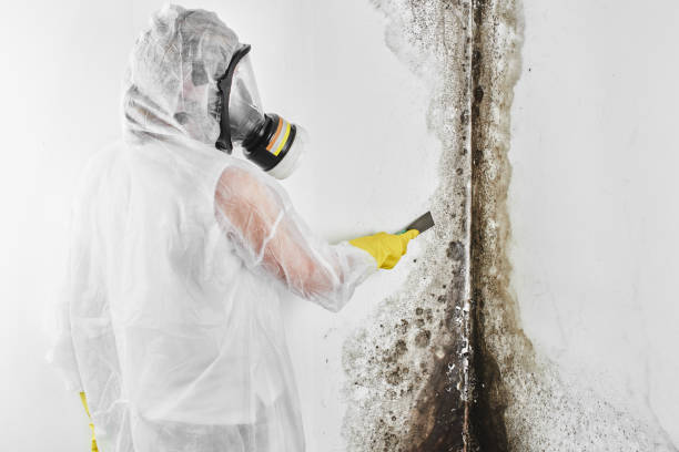 Best Same-Day Mold Removal  in Fowlerville, MI