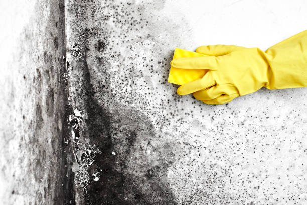  Fowlerville, MI Mold Removal Pros