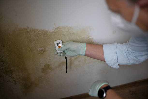 Best Fast Mold Removal  in Fowlerville, MI