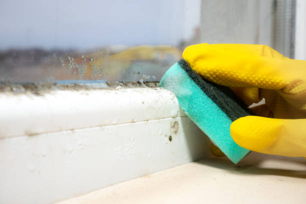 Mold Removal and Inspection in Fowlerville, MI