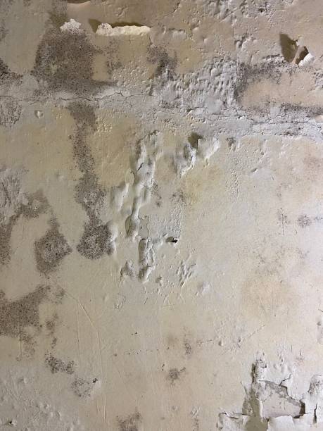 Best Toxic Mold Removal  in Fowlerville, MI