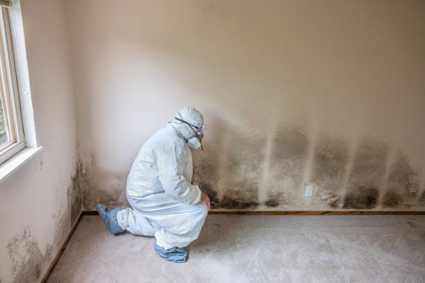 Best Mold Removal Process  in Fowlerville, MI
