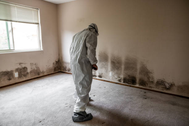 Professional Mold Removal in Fowlerville, MI