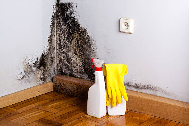 Mold Removal Process in Fowlerville, MI