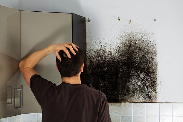 Attic Mold Removal in Fowlerville, MI