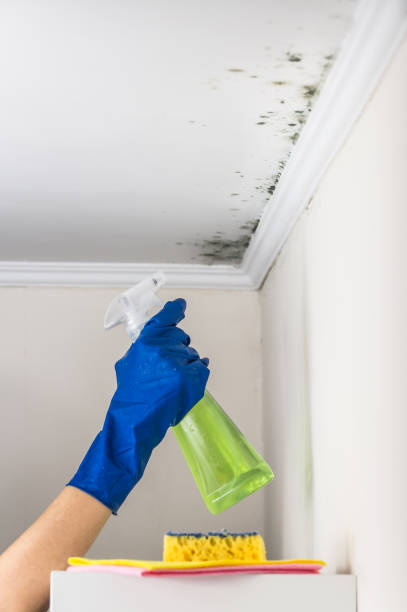 Best Fast Mold Removal  in Fowlerville, MI