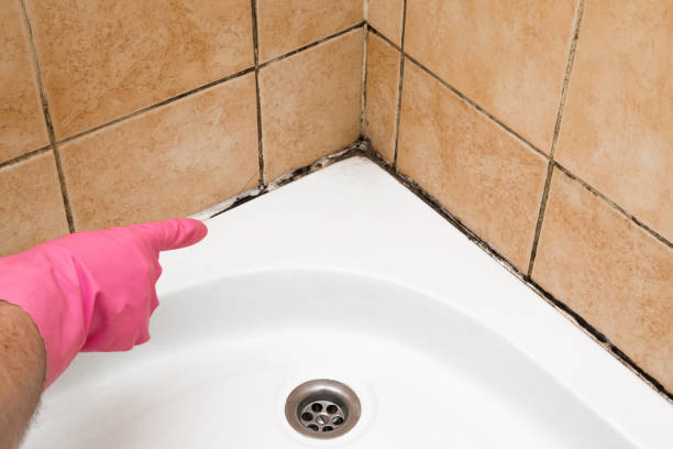 Best Emergency Mold Removal  in Fowlerville, MI